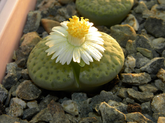 Lithops fulviceps 'aurea' C363 (D=15-18mm)