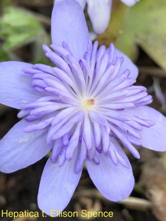 Hepatica transilvanica Ellison Spence