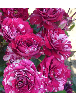 Папл Тайджер (Purple Tiger) роза, ЗКС