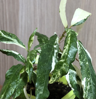 Ficus Racemosa White variegata