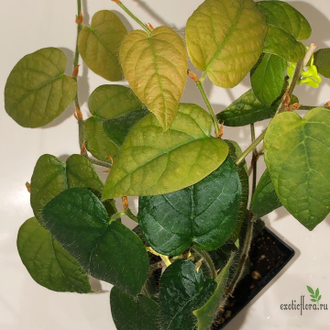 Ficus villosa “Blume” / фикус виллоза малая