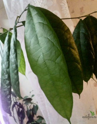 Ficus cerasiformis / Фикус Вишневидный