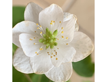 Anemonella thalictroides “Snowflake”