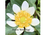 Ficaria “Botan Egg”