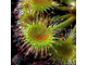 Drosera Rotundifolia | Росянка Круглолистая