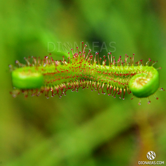 Drosera "Binata Extrema Multifida"