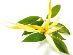 Гидролат Иланг-иланг Cananga odorata (цветы) 100 мл