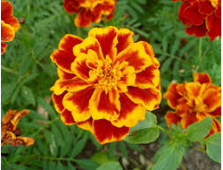 Бархатцы Эфирное масло