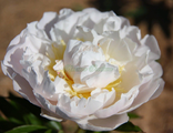 Paeonia Viktorian blush