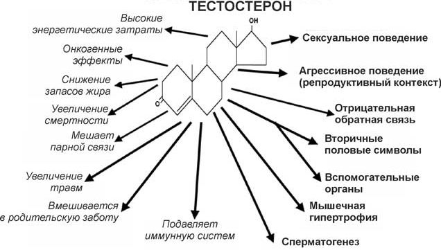 Морфологическое, физиологическое и поведенческое действия тестостерона