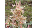 Corydalis solida “Enno”