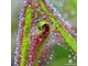 Drosera "Capensis var. Rubra"