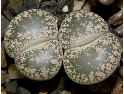 Lithops lesliei v.venteri C001 - 10 семян