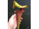 Sarracenia flava var. ornata dipping lid