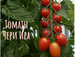 семена томаты "Черри Ира" 5 шт.