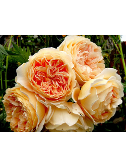 Краун Принцесса Маргарита (Crown Princess Margareta) роза, ЗКС