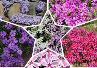 Флокс шиловидный в ассортименте с1,5