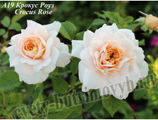 Английские розы - Сорт Крокус роуз (Crocus Rose).