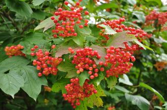 Калина обыкновенная (Viburnum opulus) C3