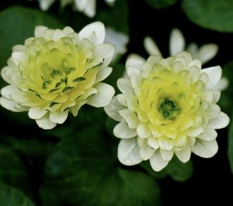 Ranunculus ficaria &#039;Wisley Double White&#039;