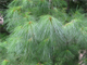 Сосна Веймутова или белая восточная (Pinus Strobus)(40-60\5л)