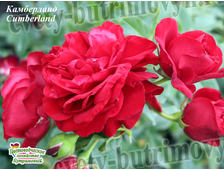 Роза плетистая Камберланд (Cumberland)
