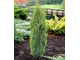 Голд Кон можжевельник обыкновенный (Juniperus communis &#039;Gold Cone&#039;) (30-50/5)