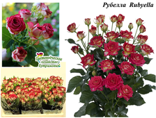 Бордюрные розы - Сорт Рубелла (Rubyella).