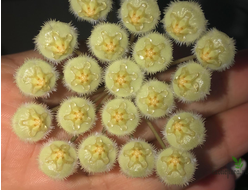 Hoya Mirabilis 'Clone A'