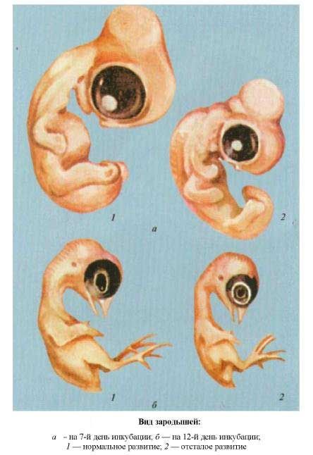 виды зародышей  на 7 и 12 дни
