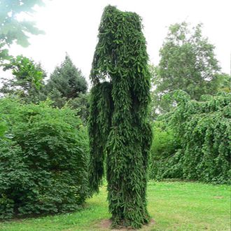 Ель обыкновенная Инверса (Picea abies Inversa) PA-20-30/7-10л