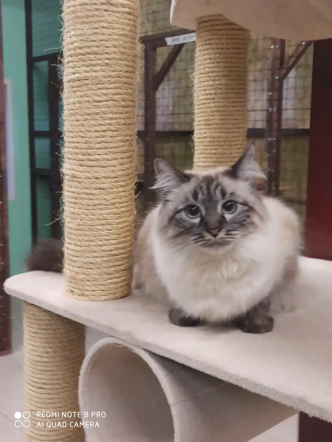 Тайская Пуля