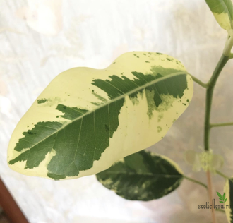 Ficus Rubiginosa variegata / фикус рубигиноза вариегатный