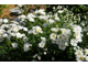 Роза почвопокровная &#039;White Fairy&#039;