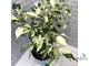 Ficus Benjamina ‘Curly’ / фикус Кёрли