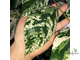 Ficus Erecta variegata / фикус эректа вариегатный