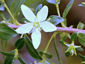 Бучу эфирное масло (Barosma crenulata)