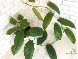 Ficus sp.(T25) aff villosa (big leaf) / фикус виллоза крупный лист