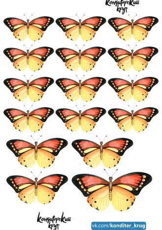 Бабочки - 23