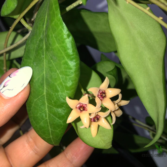 Hoya cutis-porcelana