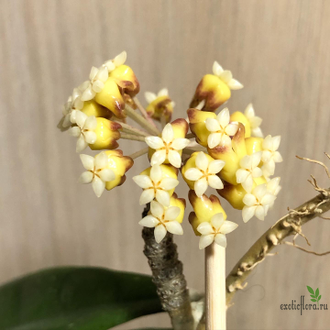 Hoya sp. Philippines long leaves EPC-869