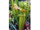 Sarracenia hybrid 8