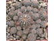 Gymnocalycium bruchii ssp. lafaldense VG 335