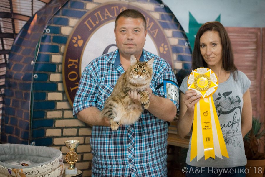 Курильский бобтейл ShawlsCity Tigris Show