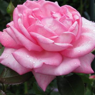 Элиза, Ч/Г, Tim Hermann Kordes Элиза, Ч/Г, Tim Hermann Kordes