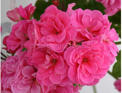 PAC Pink Sybil - пеларгония  плющелистная - описание сорта, фото - купить черенок в Перми и почтой