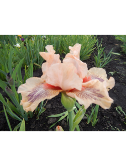 СИНЕРДЖИ  (SYNERGY), Кеппел '04