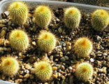 Eriocactus leninghausii