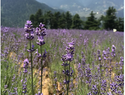 Лаванда горная (Lavandula angustifolia), Кашмир (5 мл) - 100% натуральное эфирное масло