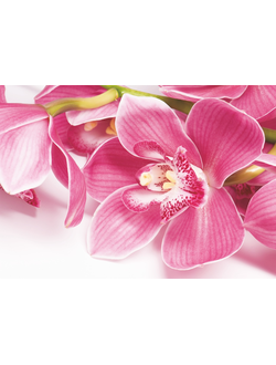Фотообои "Орхидея"